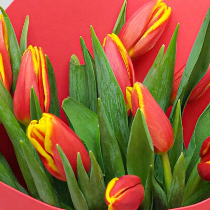 11 красно-жёлтых тюльпанов