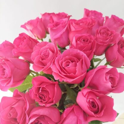 25 розовых Эквадорских роз 60 см
